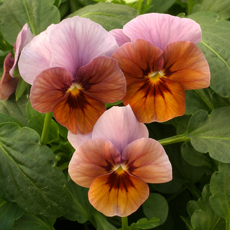 Архив Виола Ангел lilac glow
