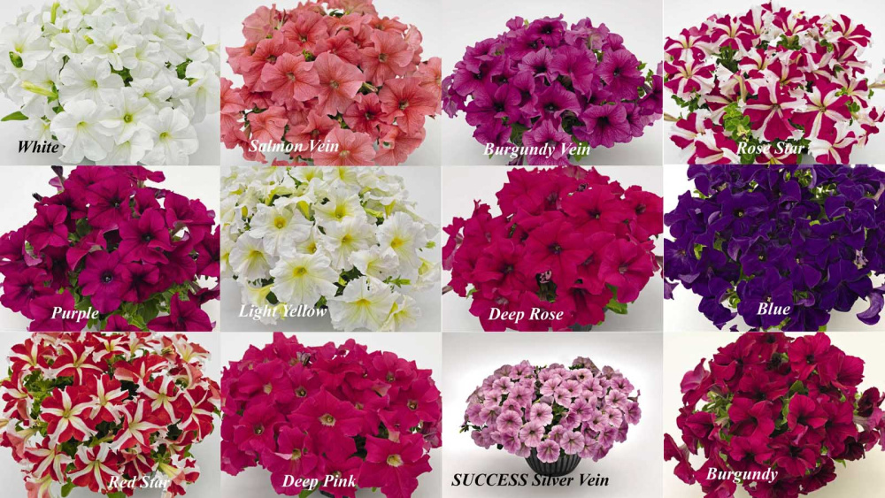 Петуния САКСЕС! 360° ВЕЙН МИКС (драже)