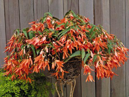 Бегония Сан Франциско (драже)