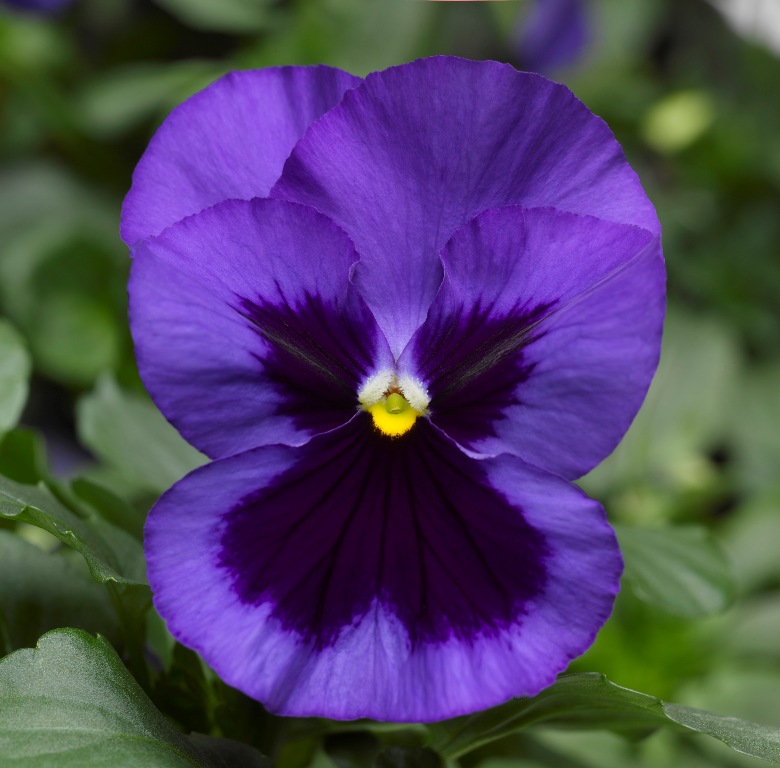 Виола Марипоза blue blotch