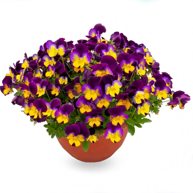 Виола Фрифол sundown