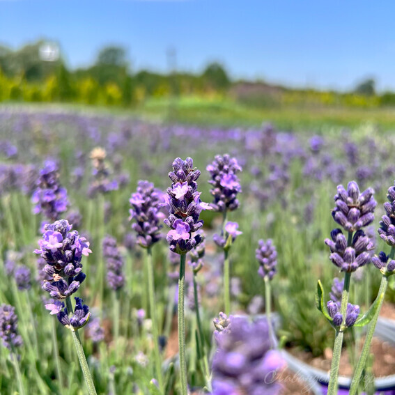 Лаванда ЛАВЛИ СКАЙ БЛУ