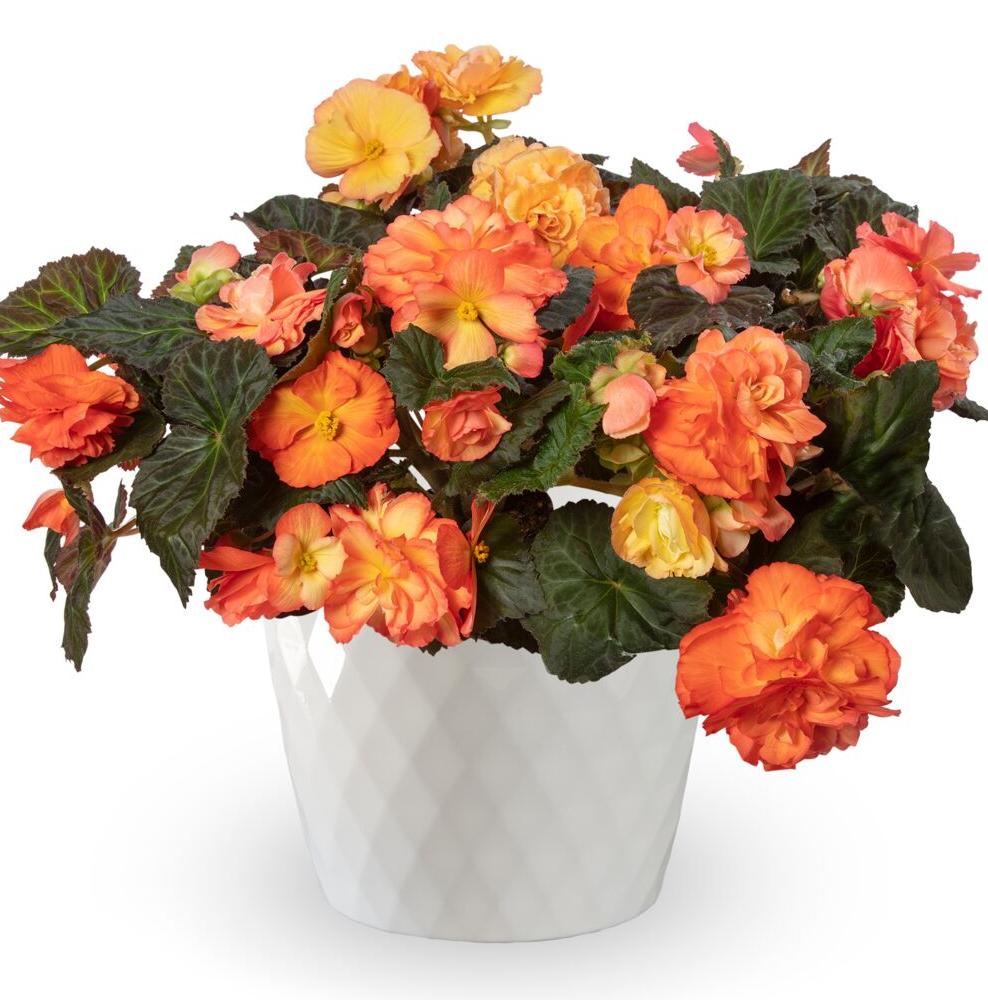 Бегония Лимитлес sorbet (драже)