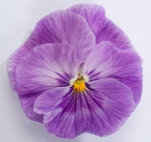 Виола Премьер lavender shades