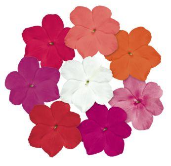 Бальзамин ЛОЛЛИПОП МАКСИ МИКС