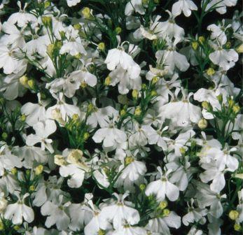 Архив Лобелия Палас white