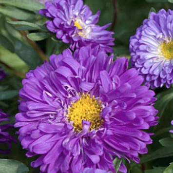 Астра китайская ПОТ ЭНД ПАТИО БЛУ