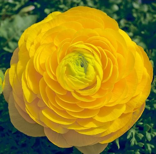 _Ранункулюс Меджик yellow (драже)