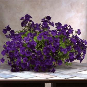 Петуния ЭКСПЛОРЕР БЛУ (драже)